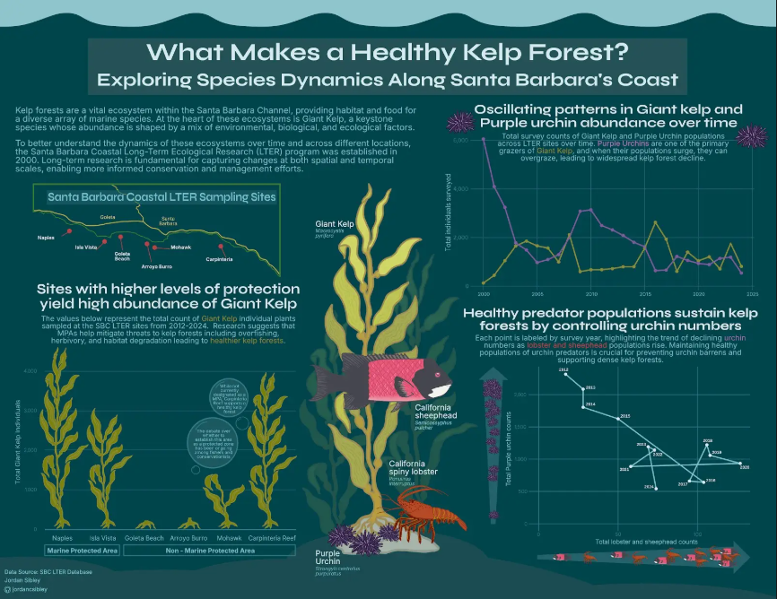 What makes a healthy kelp forest?