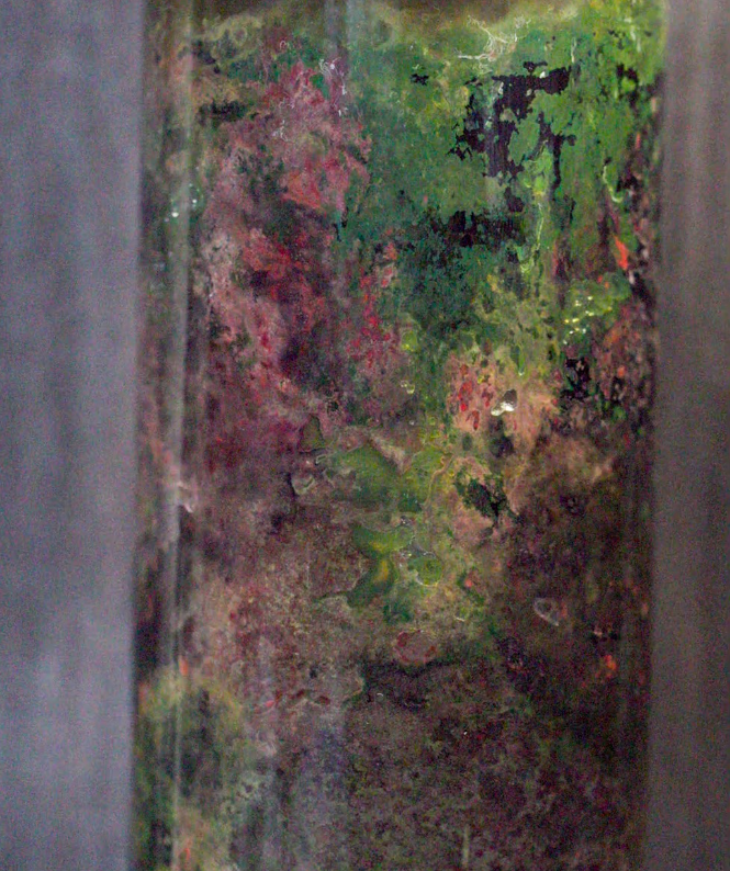 A Microbial World