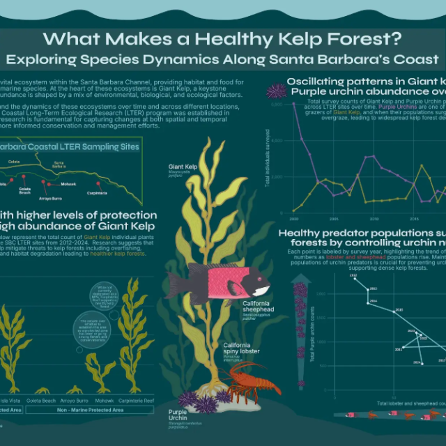What makes a healthy kelp forest? 