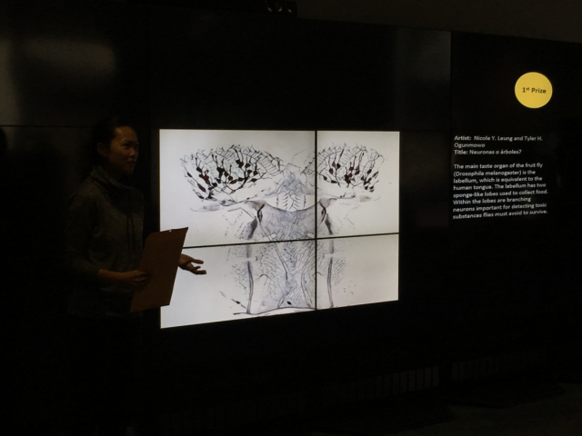 2017 Art of Science on display in Elings Hall
