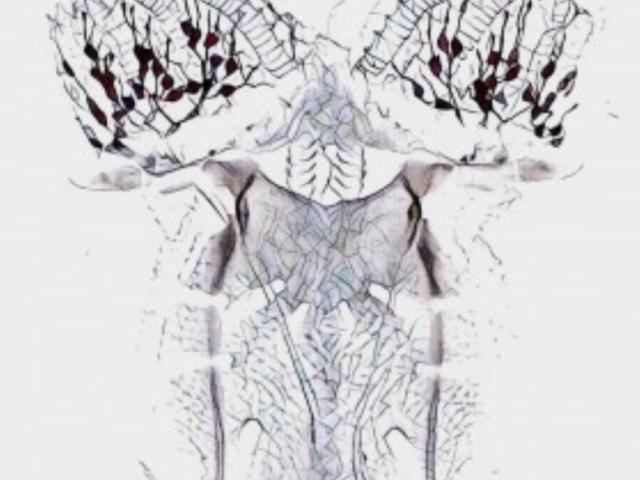 The Aesthetics of Scientific Discovery